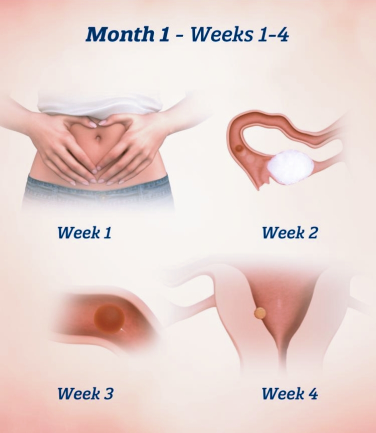 FIRST MONTH PREGNANCY